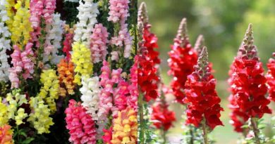 10 loại hoa treo ban công đẹp cho ngôi nhà thêm xinh xắn 2