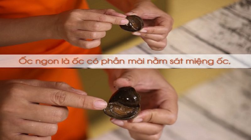 Bí quyết luộc ốc sạch, thịt ốc giòn và thơm chanh sả 1