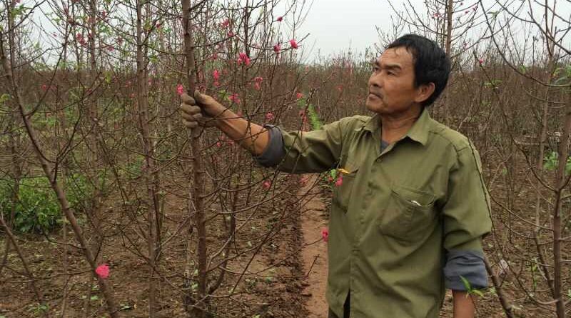 Cách chăm sóc hoa mai, hoa đào nở đúng ngày Tết 3