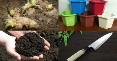 Cách trồng gừng trong chậu đơn giản ăn mãi không hết 3