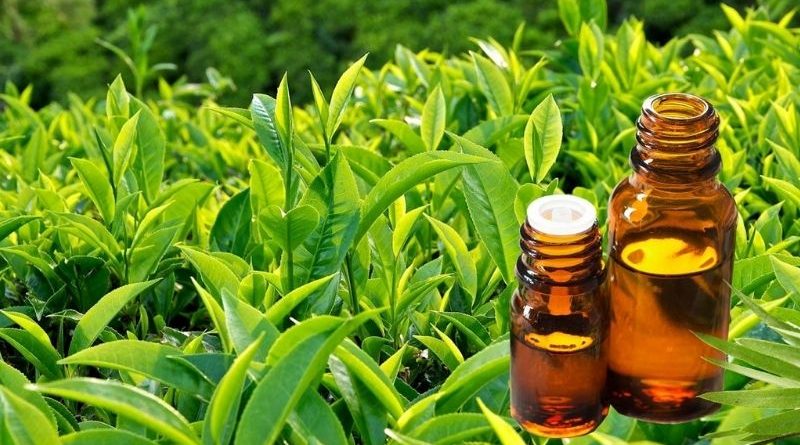 Chiết xuất trà xanh (Green Tea Extract) có công dụng gì trong mỹ phẩm? 3