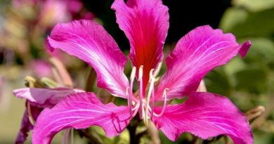 Hoa dương tử kinh là hoa gì? Ý nghĩa đặc biệt của hoa dương tử kinh 3
