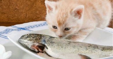 Mèo ăn gì? Các loại thức ăn dinh dưỡng cho mèo gồm những gì? 18