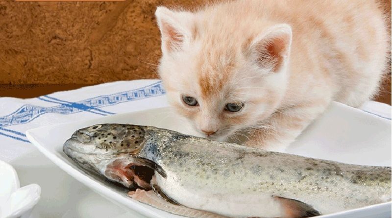 Mèo ăn gì? Các loại thức ăn dinh dưỡng cho mèo gồm những gì? 3