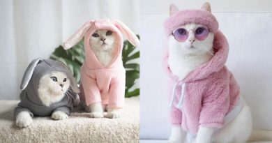 Những mẫu quần áo cho chó mèo đẹp và dễ thương 2