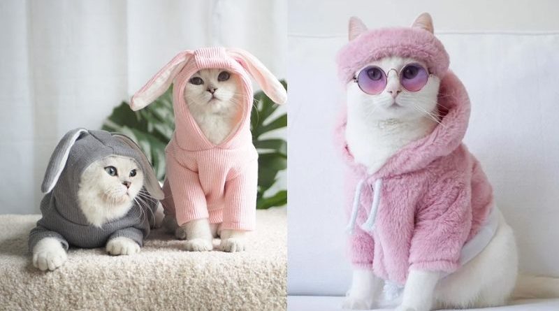 Những mẫu quần áo cho chó mèo đẹp và dễ thương 1