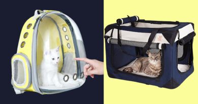 Những vật dụng cần thiết khi nuôi mèo và những shop bán uy tín 3