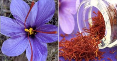 Nhụy hoa nghệ tây (Saffron) là gì? Các loại và cách phân biệt saffron thật giả 2