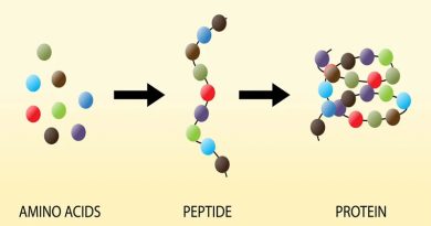 Tìm hiểu về hoạt chất Peptide và lợi ích của peptide trên da 3