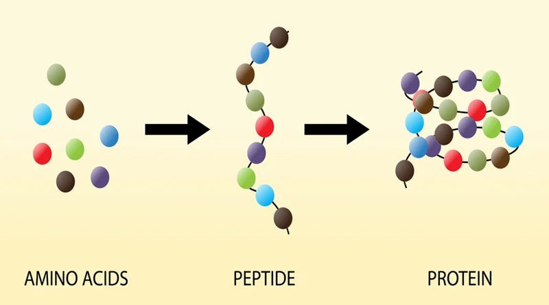 Tìm hiểu về hoạt chất Peptide và lợi ích của peptide trên da 1