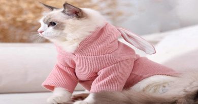 Top địa chỉ shop bán quần áo cho chó mèo đẹp, dễ thương nhất 4