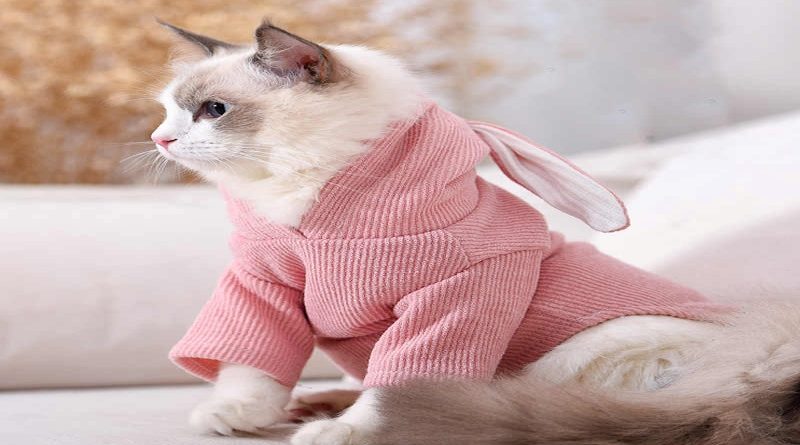 Top địa chỉ shop bán quần áo cho chó mèo đẹp, dễ thương nhất 1