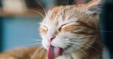 Vì sao lưỡi mèo có gai? Tất tần tật công dụng của lưỡi mèo 4