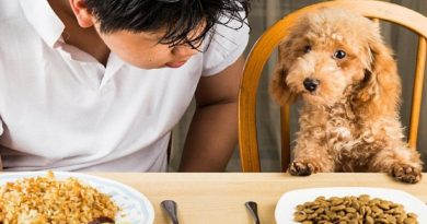 10 loại thức ăn cho chó con dinh dưỡng nhất hiện nay 2