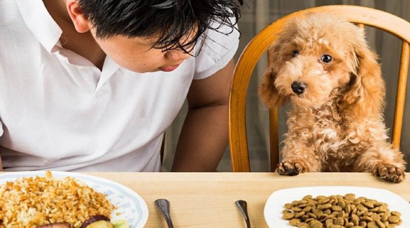 10 loại thức ăn cho chó con dinh dưỡng nhất hiện nay 1