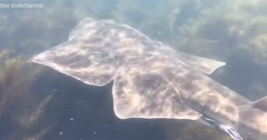 Bất ngờ phát hiện cá mập thiên thần cực hiếm ngoài khơi Ireland 15