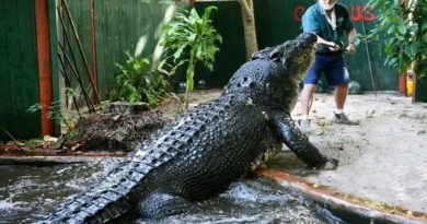 Cá sấu nuôi nhốt lớn nhất thế giới 3