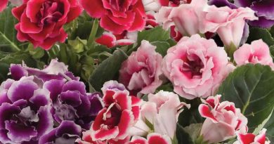 Cách trồng và chăm sóc hoa loa kèn đơn giản, hoa nở đẹp 4