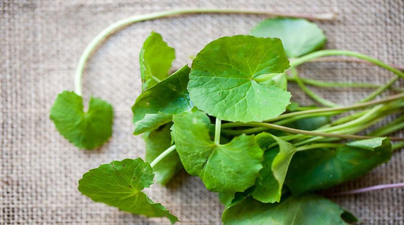 Centella Asiatica là gì? Những lợi ích cho da là gì? 1