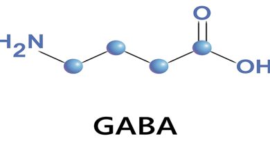 GABA là gì? và tác dụng của GABA đối với cơ thể con người 2