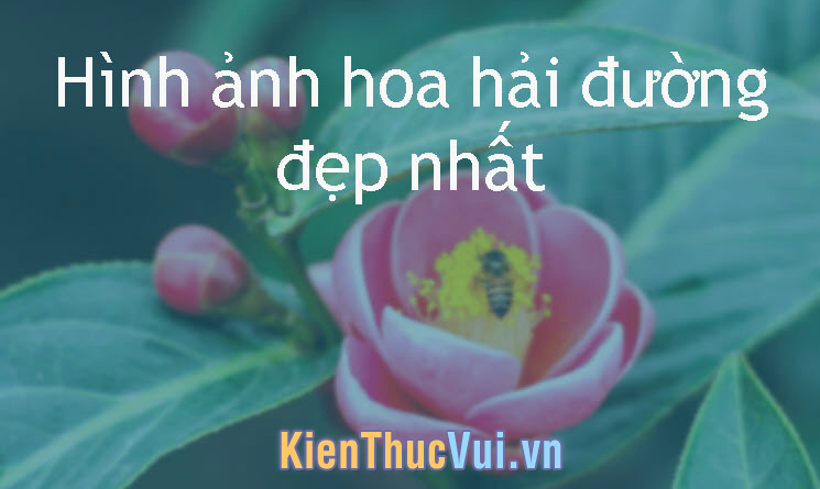 Hoa thu hải đường đẹp - Tổng hợp hình ảnh hoa thu hải đường đẹp nhất 1