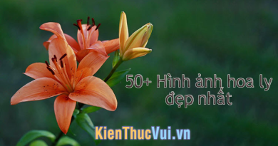 50+ Hình ảnh hoa loa kèn đẹp nhất 4