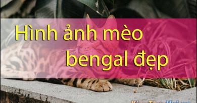 Hình ảnh mèo Bengal đẹp 3