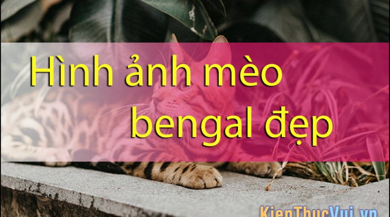 Hình ảnh mèo Bengal đẹp 1