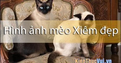 Hình ảnh mèo Xiêm đẹp 4