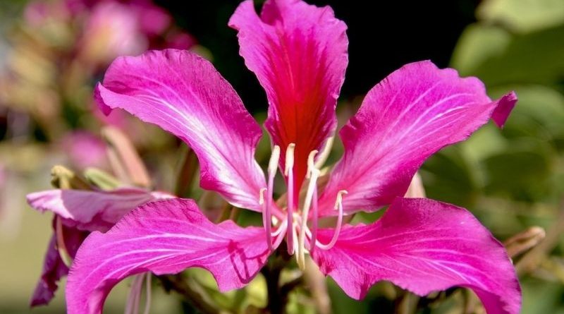 Hoa cẩm tú cầu là gì? Ý nghĩa đặc biệt của hoa Tử đằng 1