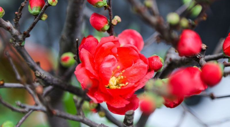 Hoa mai đỏ - Ý nghĩa, cách trồng và chăm sóc tại nhà 1