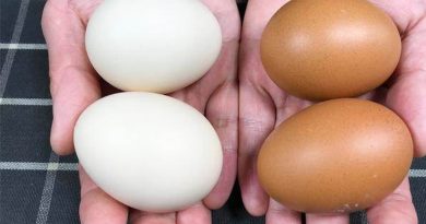 Mua trứng nên chọn vỏ đỏ hay vỏ trắng? Cứ chọn loại này vừa ngon lại nhiều dinh dưỡng 2