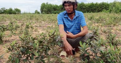 Trồng cây ăn quả dại sai vụ hè thu, nông dân kiếm trăm triệu mỗi năm 3