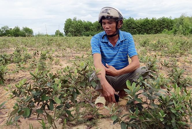 Trồng cây ăn quả dại sai vụ hè thu, nông dân kiếm trăm triệu mỗi năm 1