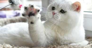 Những điều cần biết về bàn chân ngà của mèo cưng 2