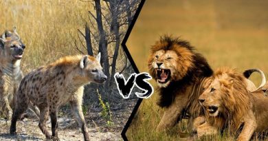 Tại sao sư tử và linh cẩu luôn xung đột với nhau? 5