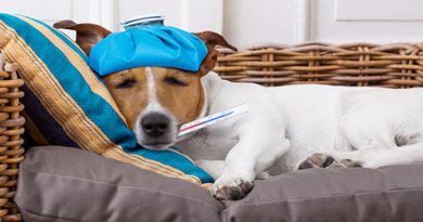 Tất tần tật những gì bạn nên biết và căn bệnh sốt ở loài chó 7
