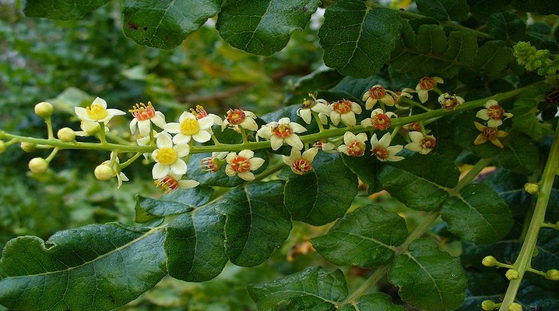 Tinh dầu trầm hương (frankincense) có tác dụng gì đối với sức khỏe? 1