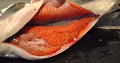 Trứng cá giàu dinh dưỡng hơn thịt cá, khó tin nhưng có thật 3