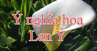 Ý nghĩa phong thủy của hoa lan 2