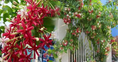 3 loại hoa có vẻ ngoài “đẹp mê mẩn”nhưng cần nghĩ kỹ trước khi trồng kẻo người nhà, hàng xóm phàn nàn 2