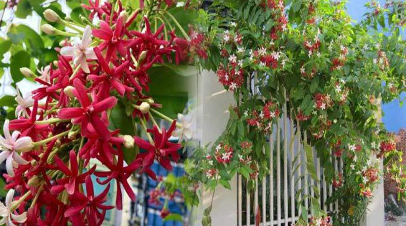 3 loại hoa có vẻ ngoài “đẹp mê mẩn”nhưng cần nghĩ kỹ trước khi trồng kẻo người nhà, hàng xóm phàn nàn 1