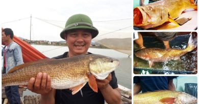 Loại cá ở Việt Nam đắt đỏ bậc nhất thế giới, có 1 bộ phận “quý hơn vàng” giá hơn 1 tỷ đồng/kg 3