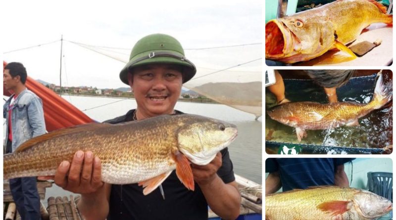 Loại cá ở Việt Nam đắt đỏ bậc nhất thế giới, có 1 bộ phận “quý hơn vàng” giá hơn 1 tỷ đồng/kg 1