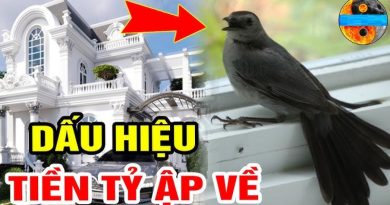 2 loài chim vào nhà, sắp có chuyện vui gõ cửa, đừng đuổi chúng đi mà mất hết lộc 3