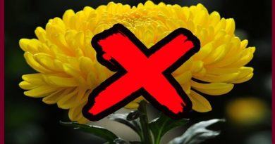 5 loại hoa đặt lên bàn thờ ngày Rằm, mùng 1 tưởng hút lộc: Lộc đâu không thấy, nên tránh 11