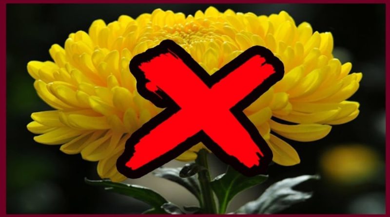 5 loại hoa đặt lên bàn thờ ngày Rằm, mùng 1 tưởng hút lộc: Lộc đâu không thấy, nên tránh 1