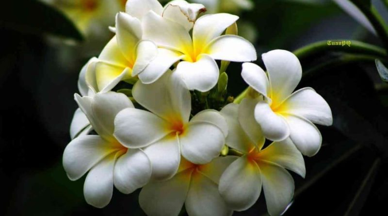 Tháng cô hồn: 5 loại hoa dù đẹp đến mấy cũng không nên trồng trong nhà để tránh rước hoạ vào thân 1