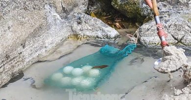 Du khách thích thú luộc trứng ở suối nước nóng Hội Vân 85 độ C ở Quy Nhơn 6