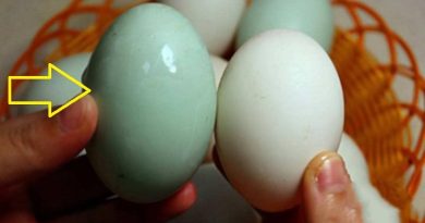 Mua trứng vịt chọn vỏ xanh hay trắng mới nhiều dinh dưỡng: Tưởng đơn giản nhưng nhiều bà đi chợ 20 năm vẫn sai 2